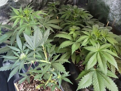 Famille